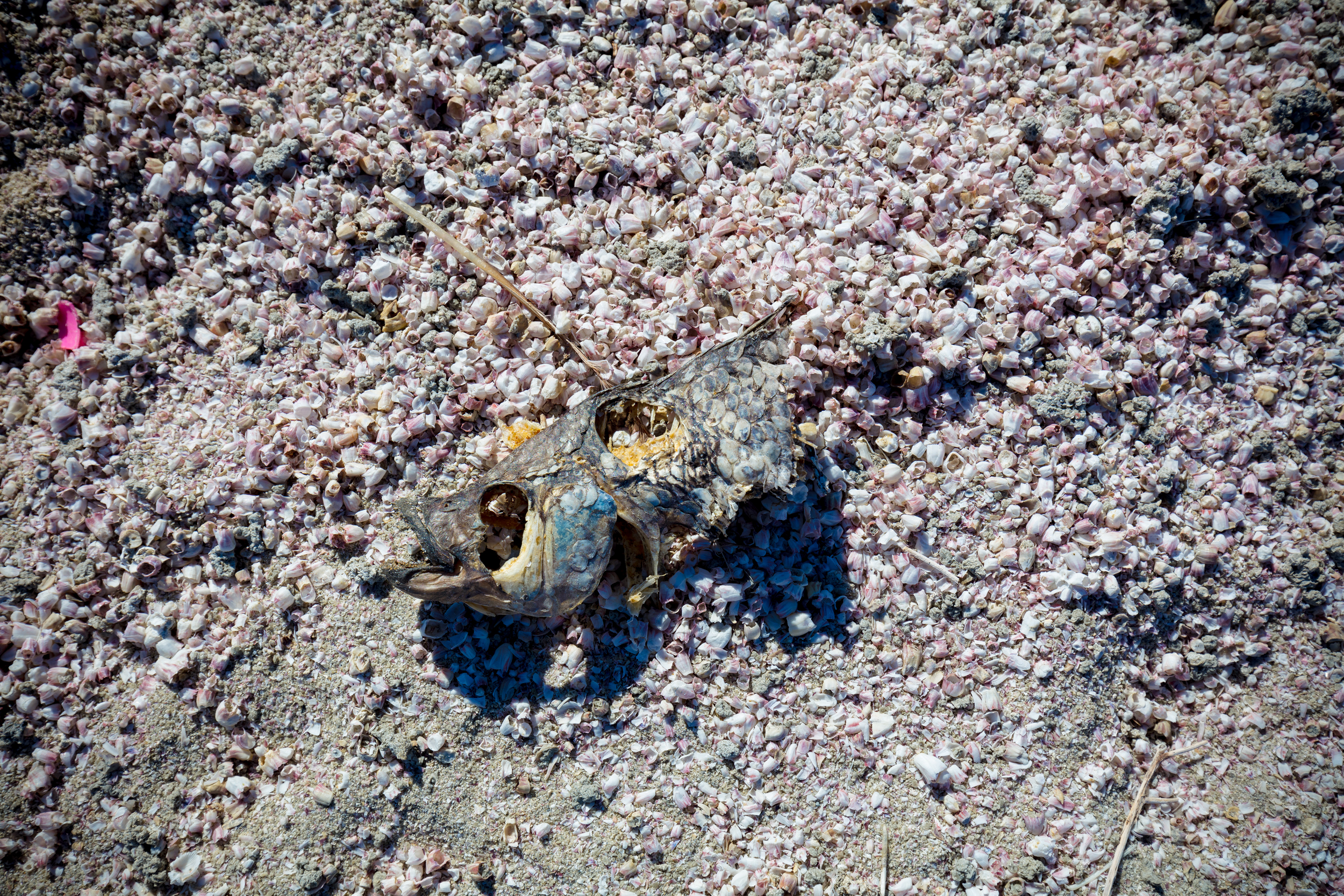 William_Short_Photography_Salton_Sea_2017_063